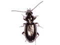 Bembidion properans
